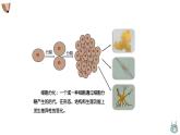 1.3.2动物体的结构层次 课件 人教版生物七年级上册