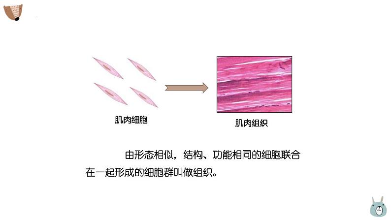 1.3.2动物体的结构层次 课件 人教版生物七年级上册07