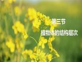 1.3.3植物体的结构层次 教学课件 人教版 生物七年级上册
