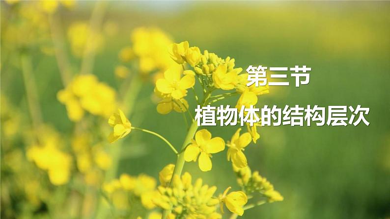 1.3.3植物体的结构层次 教学课件 人教版 生物七年级上册01