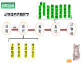 1.3.3植物体的结构层次 教学课件 人教版 生物七年级上册