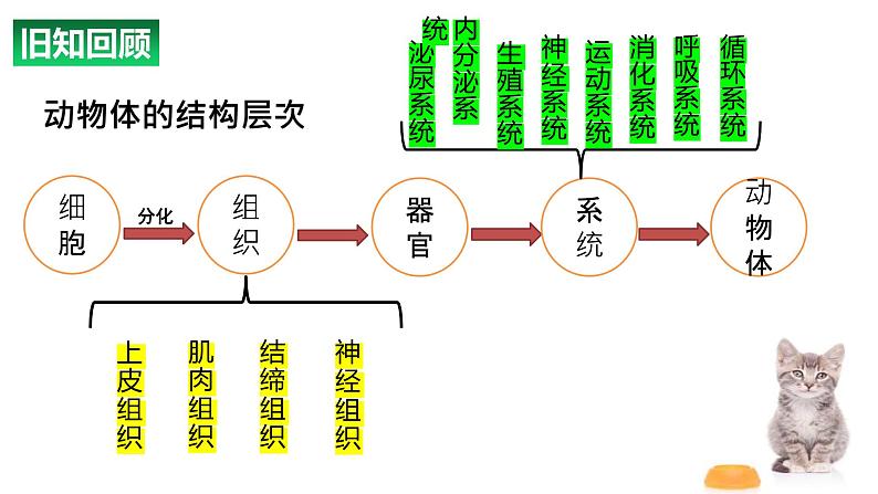 1.3.3植物体的结构层次 教学课件 人教版 生物七年级上册02