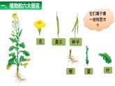 1.3.3植物体的结构层次 教学课件 人教版 生物七年级上册