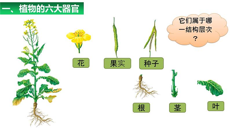 1.3.3植物体的结构层次 教学课件 人教版 生物七年级上册03