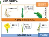 1.3.3植物体的结构层次 教学课件 人教版 生物七年级上册