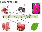 1.3.3植物体的结构层次 教学课件 人教版 生物七年级上册