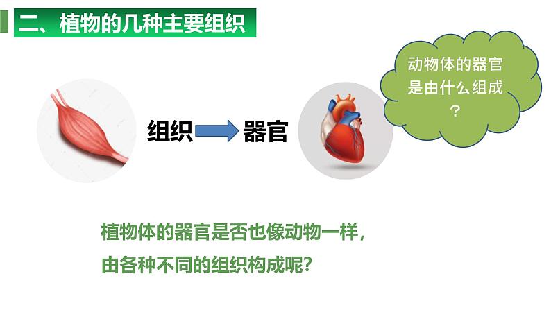 1.3.3植物体的结构层次 教学课件 人教版 生物七年级上册07