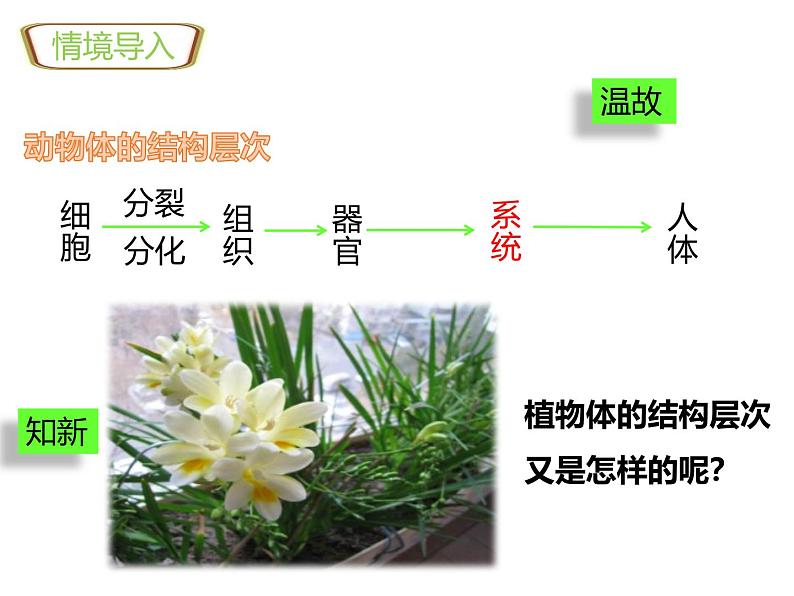 1.3.3植物体的结构层次 教学课件 人教版生物七年级上02