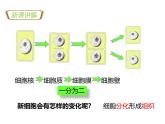 1.3.3植物体的结构层次 教学课件 人教版生物七年级上