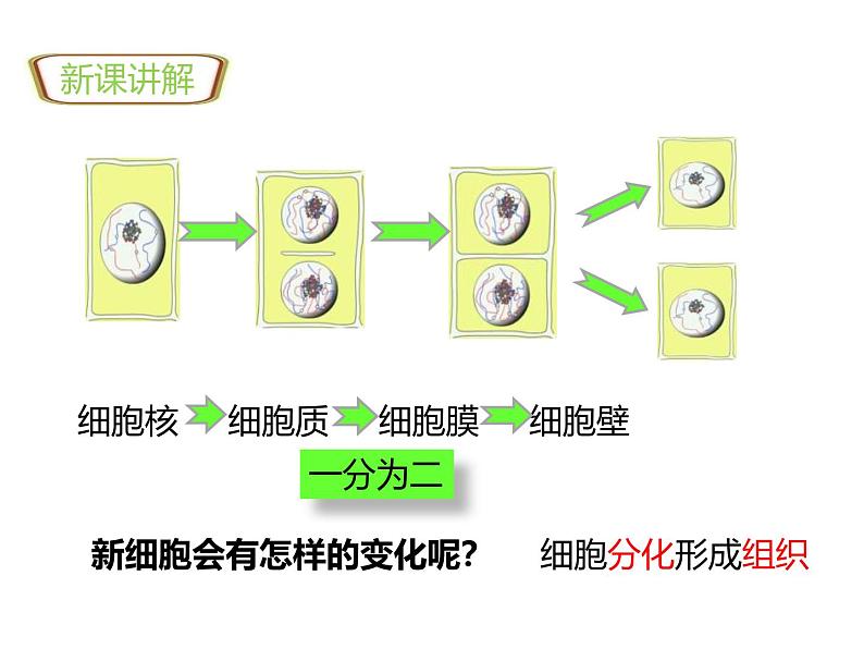 1.3.3植物体的结构层次 教学课件 人教版生物七年级上03