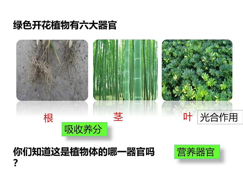 1.3.3植物体的结构层次 教学课件 人教版生物七年级上04