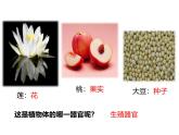 1.3.3植物体的结构层次 教学课件 人教版生物七年级上