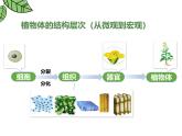 1.3.3植物体的结构层次 教学课件 人教版生物七年级上册