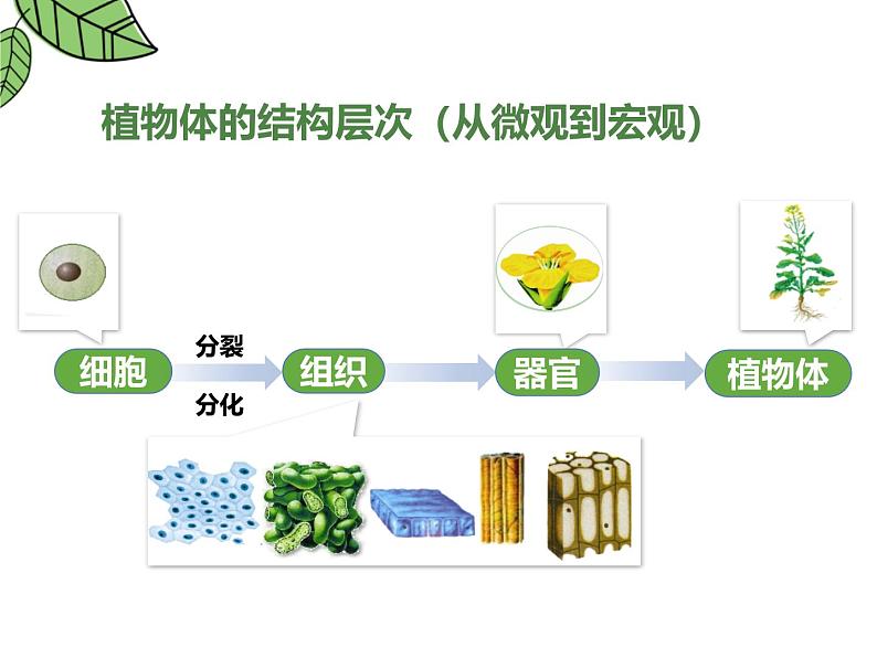 1.3.3植物体的结构层次 教学课件 人教版生物七年级上册02