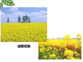1.3.3植物体的结构层次 教学课件 人教版生物七年级上册