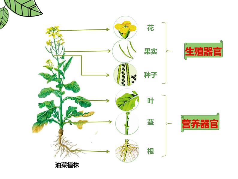 1.3.3植物体的结构层次 教学课件 人教版生物七年级上册06