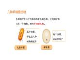 1.3.4单细胞生物 教学课件 人教版 生物七年级上册