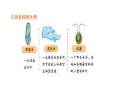1.3.4单细胞生物 教学课件 人教版 生物七年级上册