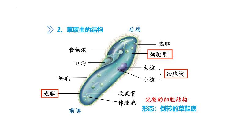 1.3.4单细胞生物 教学课件 人教版 生物七年级上册07