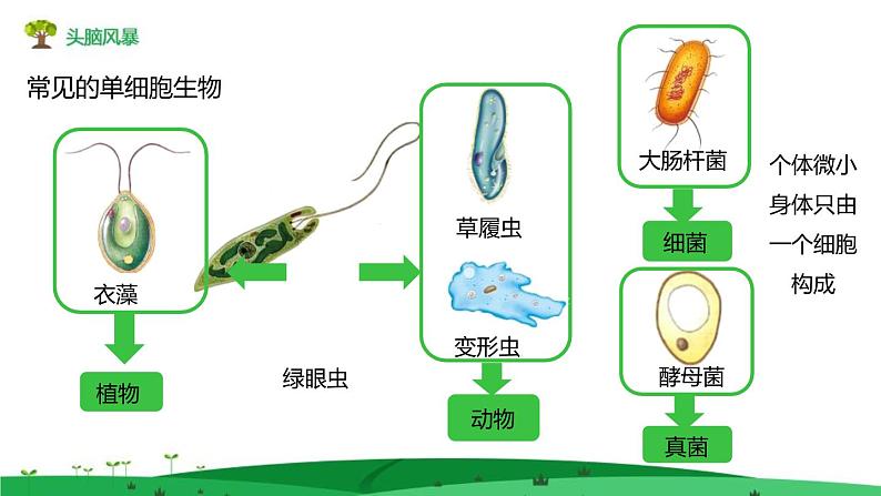 1.3.4单细胞生物 教学课件 人教版生物七年级 上册02