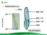 1.3.4单细胞生物 教学课件 人教版生物七年级 上册