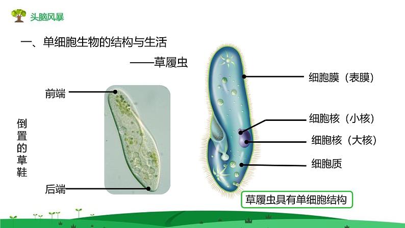 1.3.4单细胞生物 教学课件 人教版生物七年级 上册03