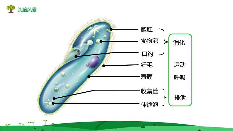 1.3.4单细胞生物 教学课件 人教版生物七年级 上册05