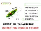 1.3.4单细胞生物 教学课件 人教版生物七年级上册