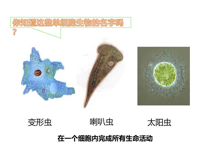 1.3.4单细胞生物 教学课件 人教版生物七年级上册04