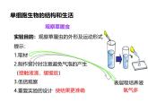 1.3.4单细胞生物 教学课件 人教版生物七年级上册