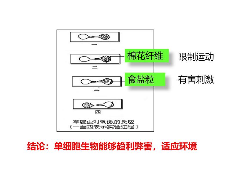 1.3.4单细胞生物 教学课件 人教版生物七年级上册06