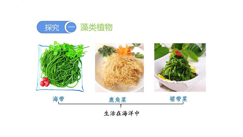 2.1.1藻类、苔藓和蕨类植物 教学课件 人教版 生物七年级上册02