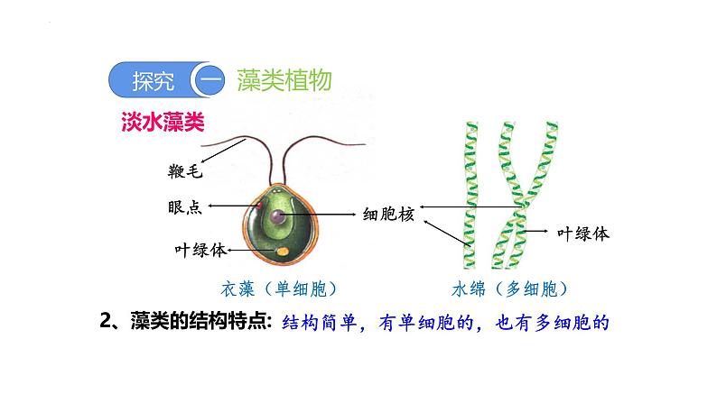 2.1.1藻类、苔藓和蕨类植物 教学课件 人教版 生物七年级上册04