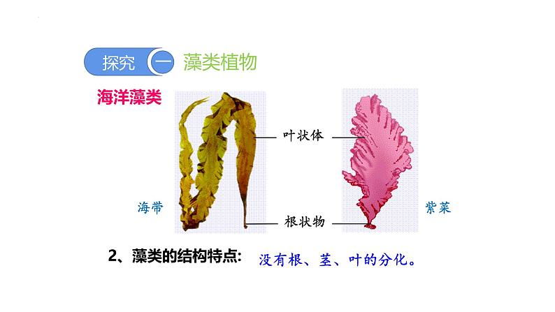 2.1.1藻类、苔藓和蕨类植物 教学课件 人教版 生物七年级上册05