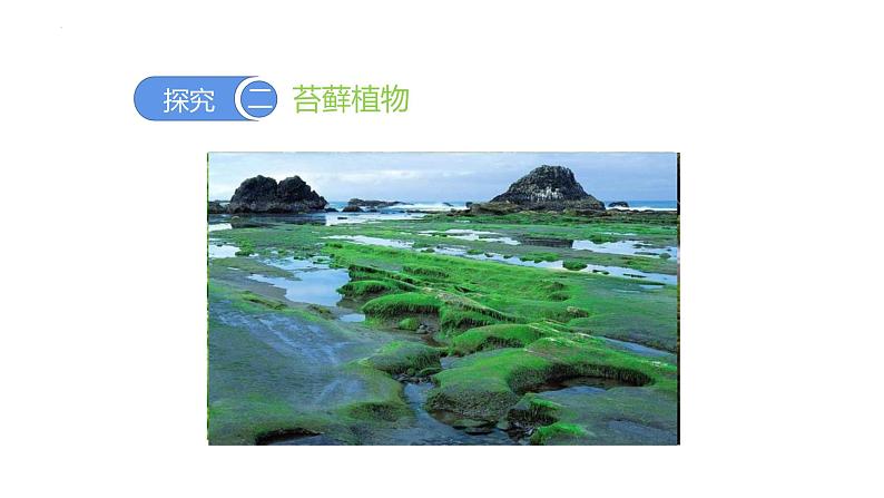 2.1.1藻类、苔藓和蕨类植物 教学课件 人教版 生物七年级上册08