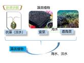 2.1.1藻类、苔藓和蕨类植物 教学课件 人教版生物七年级上