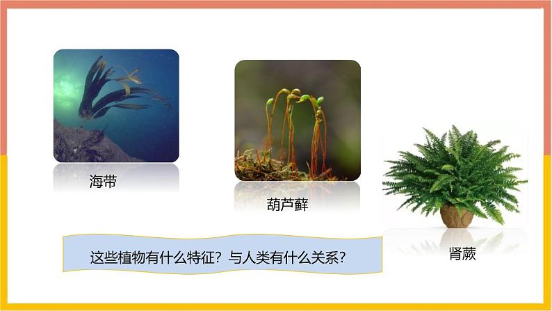 2.1.1藻类、苔藓和蕨类植物 教学课件 人教版生物七年级上册02