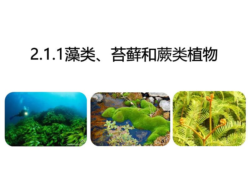 2.1.1藻类、苔藓和蕨类植物 课件 人教版生物七年级上册01