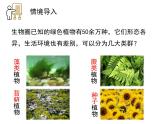 2.1.1藻类、苔藓和蕨类植物 课件 人教版生物七年级上册
