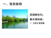 2.1.1藻类、苔藓和蕨类植物 课件 人教版生物七年级上册