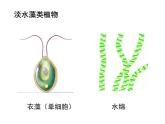 2.1.1藻类、苔藓和蕨类植物 课件 人教版生物七年级上册