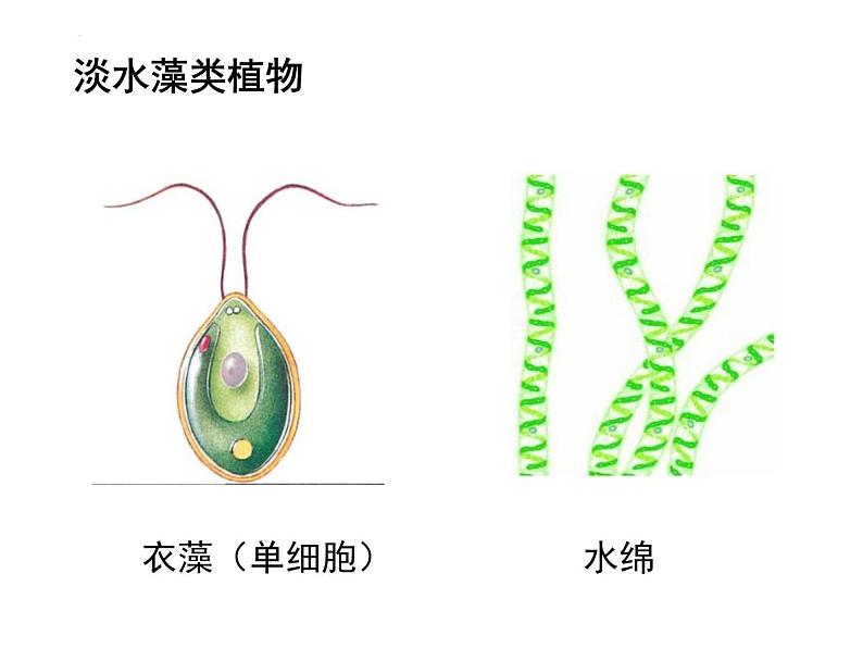 2.1.1藻类、苔藓和蕨类植物 课件 人教版生物七年级上册04