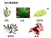 2.1.1藻类、苔藓和蕨类植物 课件 人教版生物七年级上册