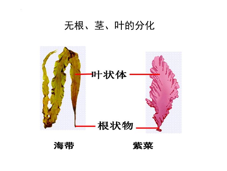 2.1.1藻类、苔藓和蕨类植物 课件 人教版生物七年级上册07