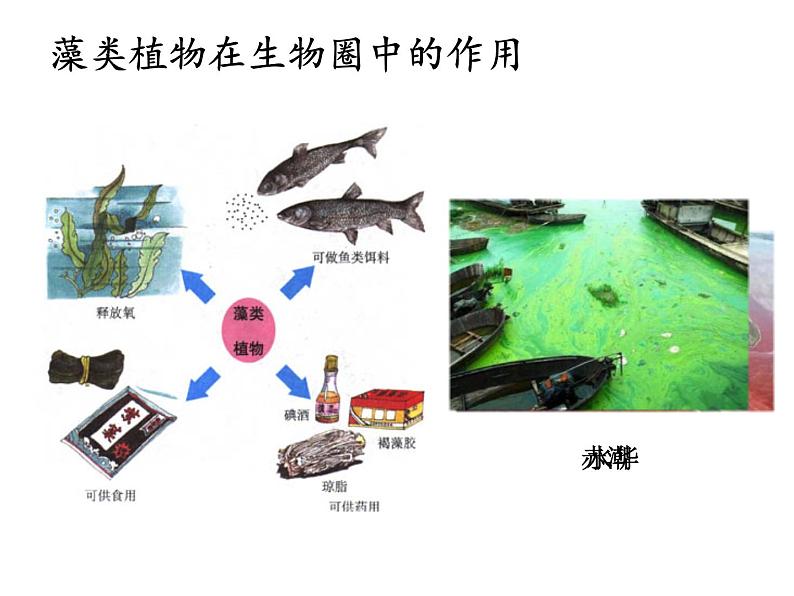 2.1.1藻类、苔藓和蕨类植物 课件 人教版生物七年级上册08