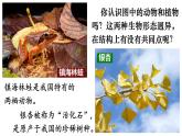 1.1.1 观察周边环境中的生物 课件-2024-2025学年人教版生物七年级上册