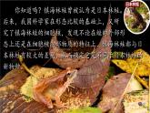 1.1.1 观察周边环境中的生物 课件-2024-2025学年人教版生物七年级上册
