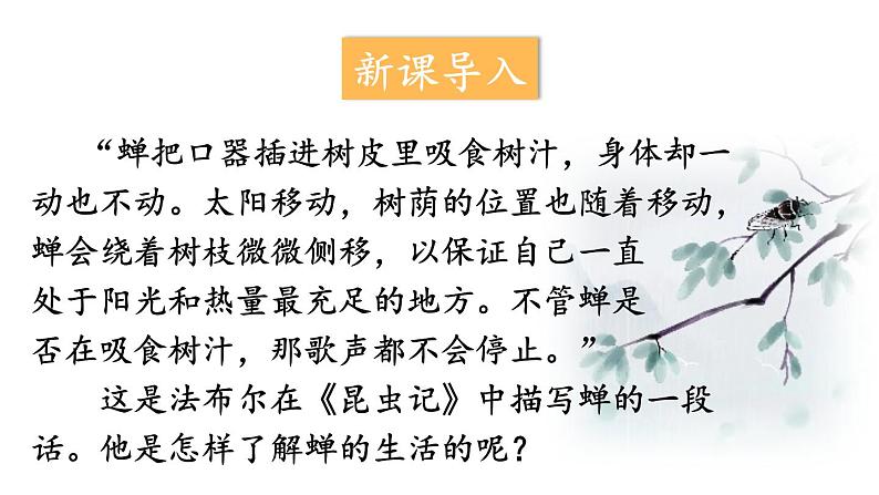 1.1.1 观察周边环境中的生物 课件-2024-2025学年人教版生物七年级上册04