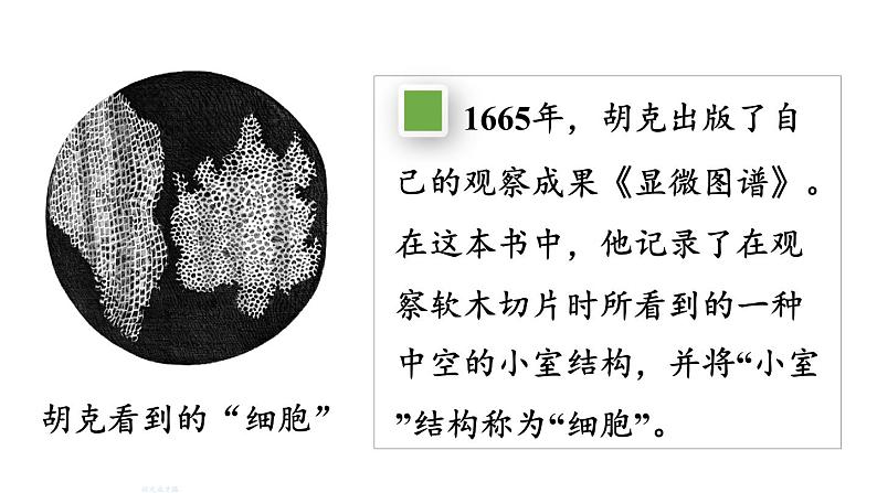 1.2.1 学习使用显微镜 课件-2024-2025学年人教版生物七年级上册03