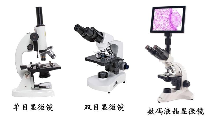 1.2.1 学习使用显微镜 课件-2024-2025学年人教版生物七年级上册05